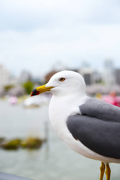 istock Laridae in Ueno Park 1081560602