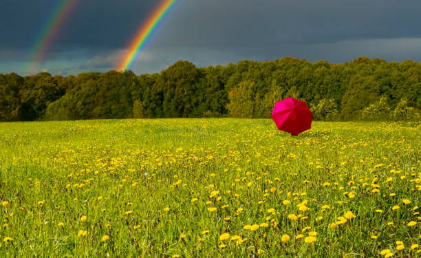 istock Red umbrella among field with blossoming dandelions 1081563710