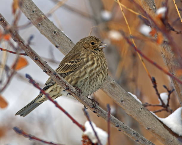 istock Purple Finch Female 1081566352