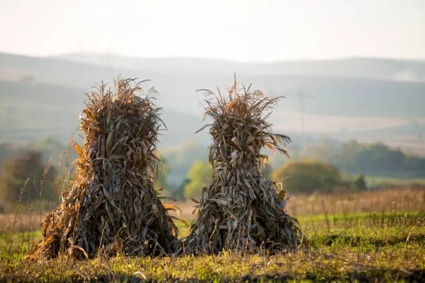 Photo of Dry corn stalks golden sheaves in empty grassy field after harvest on foggy hills and cloudless blue sky copy space background at fall. Peaceful misty landscape, rural autumn panorama.