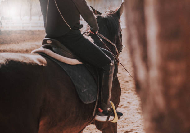 istock Horse and rider 1081568436