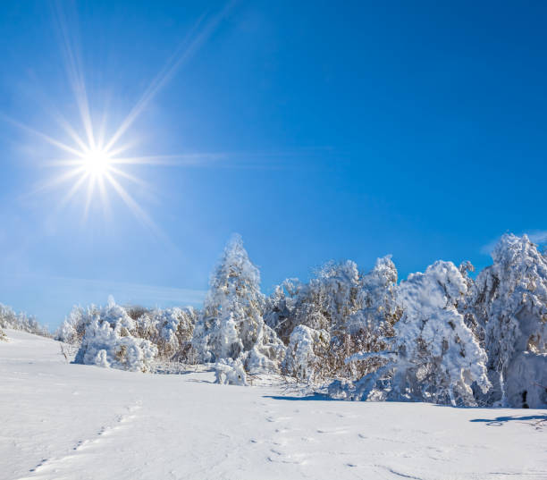 istock beautiful winter snowbound forest at the sunny day 1081572420
