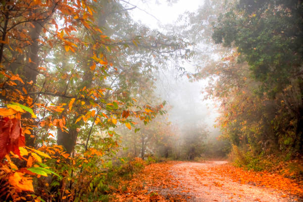 istock Road in the woods in autumn 1081572550