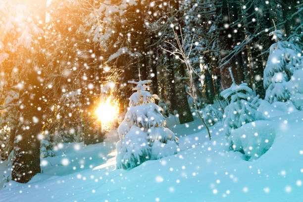 istock Snow covered little pine tree in winter forest 1081573304