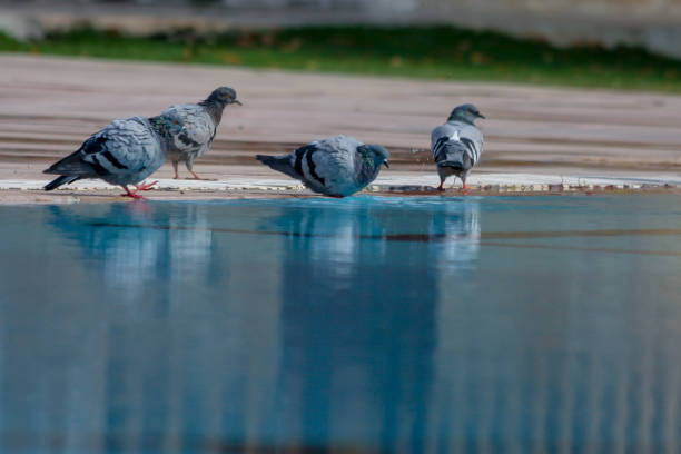 pigeons drinking water from pool and bathing
