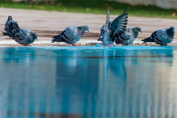 pigeons drinking water from pool and bathing