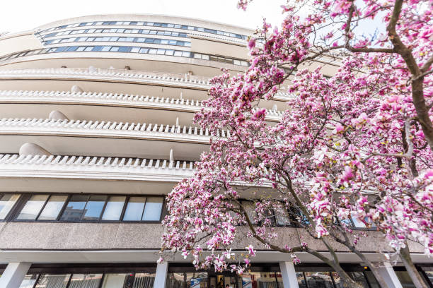 Watergate hotel building in capital city, residential apartment closeup with pink magnolia blossom flowers in spring looking up Washington DC, USA - April 5, 2018: Watergate hotel building in capital city, residential apartment closeup with pink magnolia blossom flowers in spring looking up hotel watergate stock pictures, royalty-free photos & images