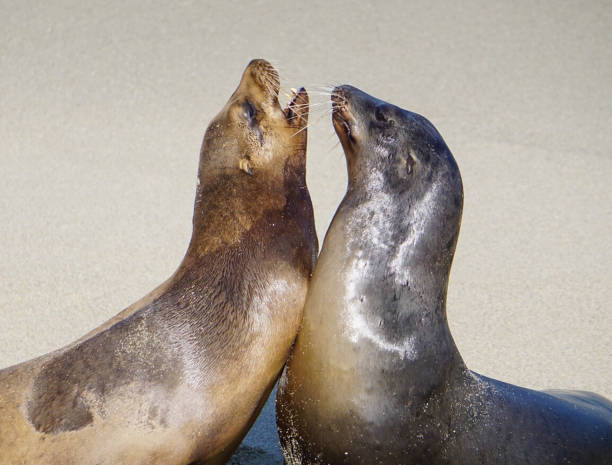 istock A Pair of Sea Lions 1081574250