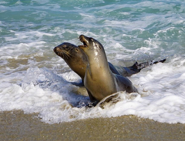 istock A Pair of Sea Lions 1081574262