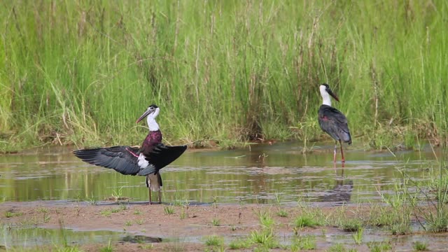 Woolly necked stork in Bardia national park, Nepal