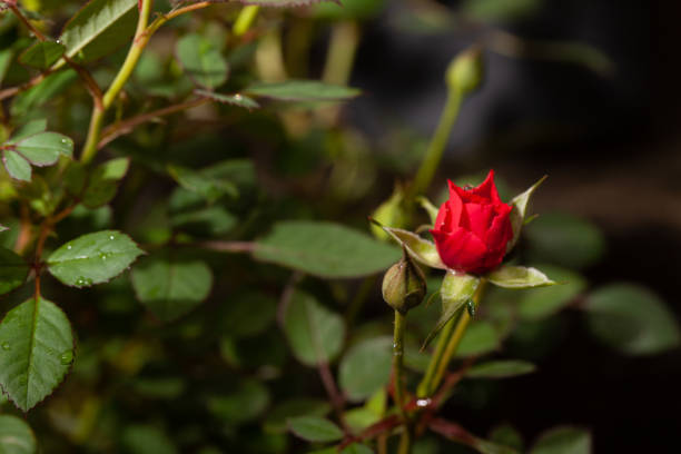istock Beautiful pink rose in a garden (rose) 1081578922