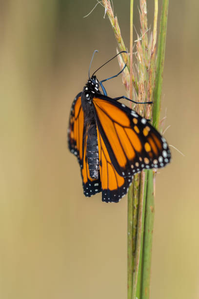 istock Monarch Butterfly, Tallgrass Prairie Preserve, OK 1081581482
