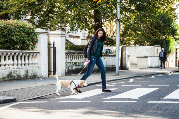 istock Morning walk with dog in London 1081582096