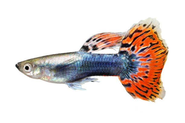 poissons d’aquarium tropical la colorée arc-en-ciel de guppy poecilia reticulata - guppy poisson photos et images de collection