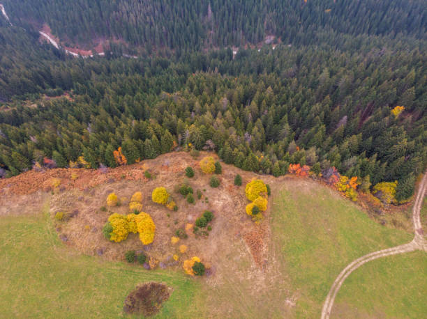 istock Aerial drone view on a forest with colourful leaves during autumn time. 1081585520