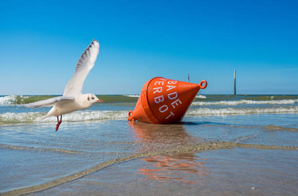 istock Buoy with seagull North Sea beach