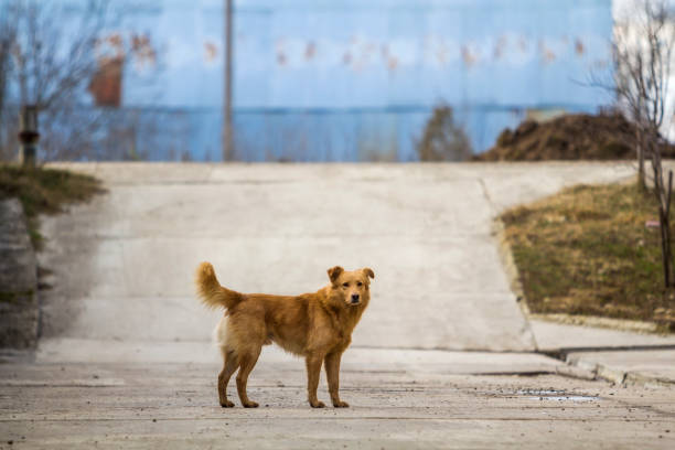 Yellow dog pet with puffy tail outdoors