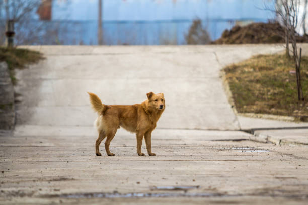 Yellow dog pet with puffy tail outdoors