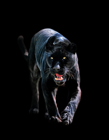 500+ Black Panther Pictures | Download Free Images on Unsplash