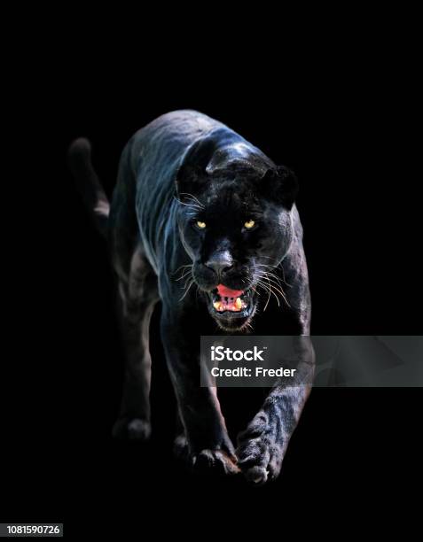 Black Jaguar Stock Photo - Download Image Now - Black Leopard, Leopard,  Black Color - iStock