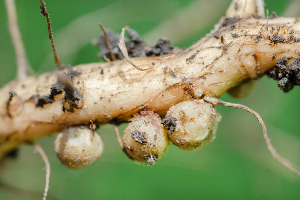 nitrogen nodules on soybean root stock photo