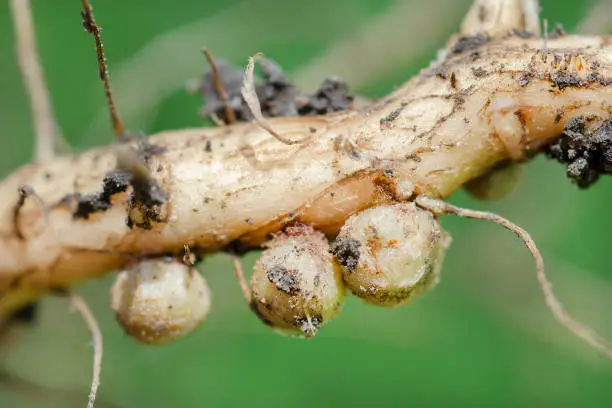 Close up of nitrogen nodules on soybean root. Bacteria of the genus Rhizobium inside the nodules remove nitrogen from the atmosphere and convert it to organic nitrogenous compounds that can be used by plants.