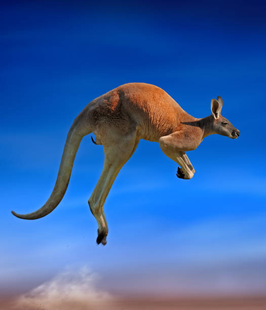 jumping red kangaroo a red kangaroo jumping around in the outback red kangaroo stock pictures, royalty-free photos & images