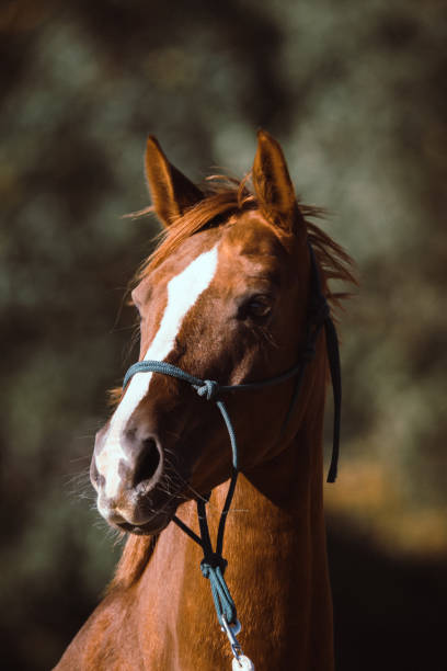 istock horse portrait 1081591162