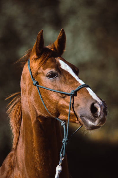 istock horse portrait 1081591190