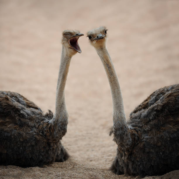Can´t you hear me? funny photo of two common ostriches (Struthio camelus) in conversation fool photos stock pictures, royalty-free photos & images