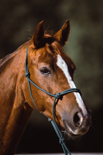 istock horse portrait 1081591482