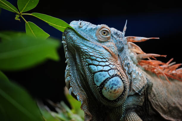 green iguana close-up of a green iguana (iguana iguana) also known as the American iguana lizard eating stock pictures, royalty-free photos & images