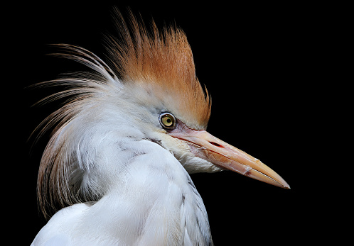 close-up of a cattle egret (Bubulcus ibis) on black background