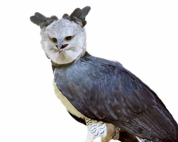 harpy eagle close-up of a harpy eagle (Harpia harpyja) on white background harpy eagle stock pictures, royalty-free photos & images