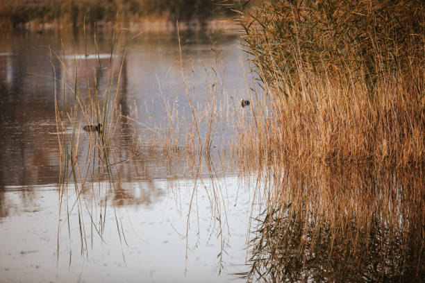 istock Ducks swim on a small lake 1081596362