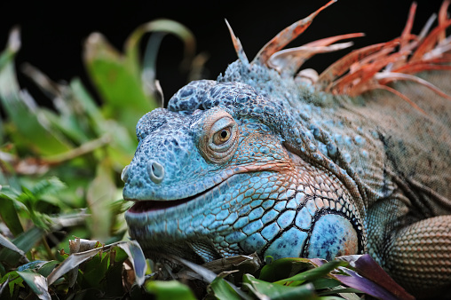 close-up of a green iguana (iguana iguana) also known as the American iguana