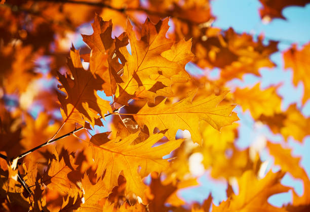 istock Yellow maple leaves on a twig in autumn 1081598796