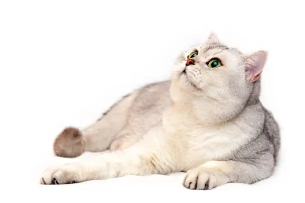 Beautiful silver British cat with green eyes and pink nose lies in front of the camera on a white isolated background and looks up.