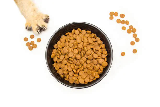 Black bowl with dry cat food stands on a white background top view, next scattered pieces of food and a cat's paw with claws stretching for a bowl of food.