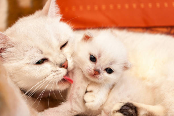 A cute kitten playing while his mother licks him