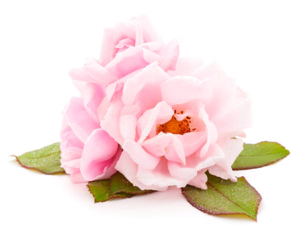 istock Pink roses flowers. 1081600624