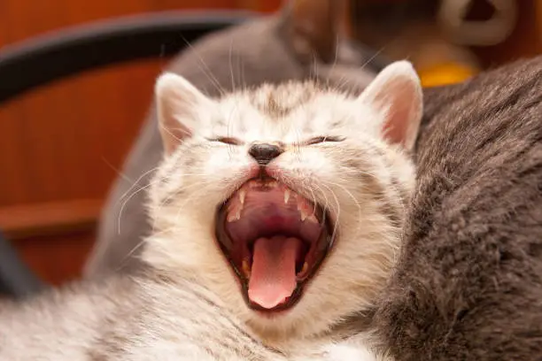 British kitten yawns wide open his mouth. Cat's mouth, tongue and teeth.