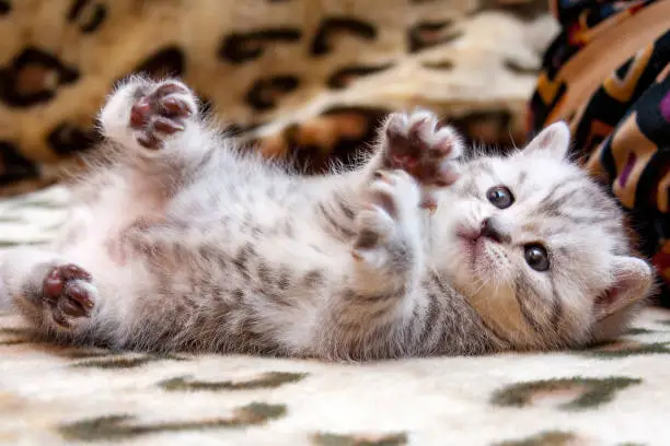 Little cute spotted British kitten gray white color lies upside down on the couch lifting paws up