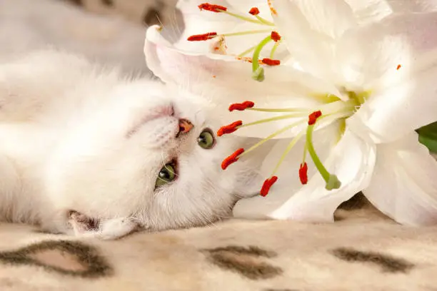 A small white British cat with green eyes lies upside down on the couch and sniffs a Lily flower that lies next to her muzzle.