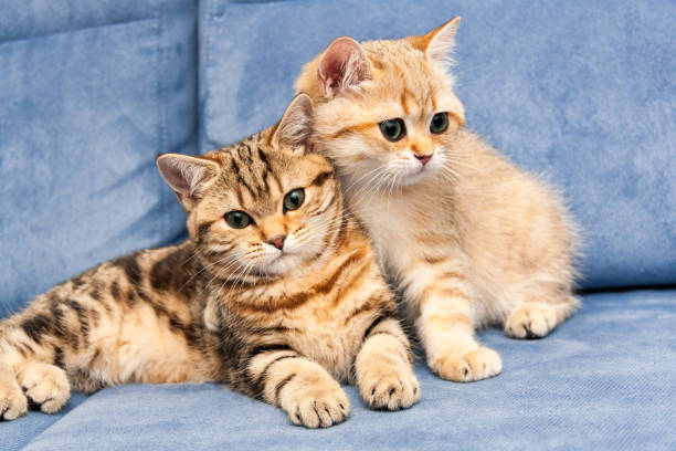 istock Two cute Golden British kittens with green eyes sit together on a blue sofa 1081601164