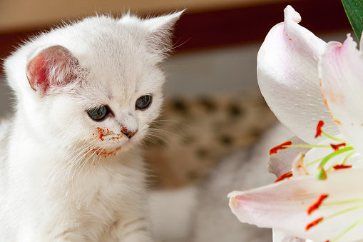 Young little white British cat sitting next to a Lily flower, kitten stained muzzle in flower pollen.
