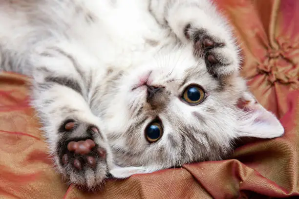 A young gray British cat lies upside down on the bed, lifting his paws up and looking at the camera. Top view close up.