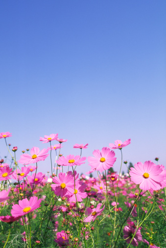 Spring banner of tulips in pink and purple against bright blue sky with clouds and copy space