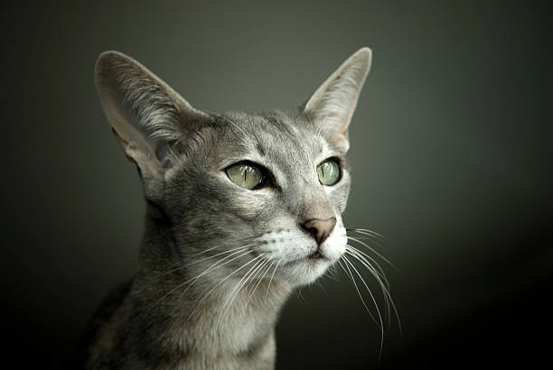 oriental chat à poils ras - moustaches animales photos et images de collection