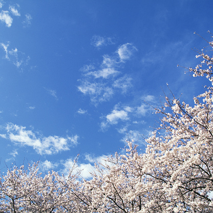 A cherry tree blossoms in spring April May against a blue sky with winding tree branches